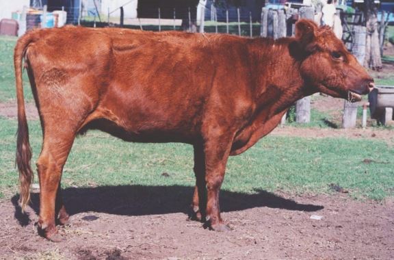 Qué es la vaca conserva y porqué no se consume en Argentina