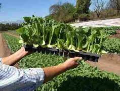 Comenzó la entrega de semillas para la producción de tabaco