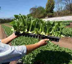 Comenzó la entrega de semillas para la producción de tabaco