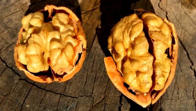 Nueces catamarqueñas a Italia