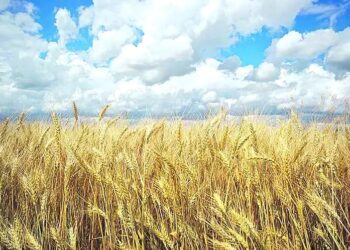 Trigo: se espera que el área sembrada iguale el máximo histórico de 2021/22