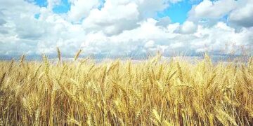 Trigo: se espera que el área sembrada iguale el máximo histórico de 2021/22