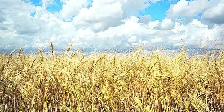 Trigo: se espera que el área sembrada iguale el máximo histórico de 2021/22