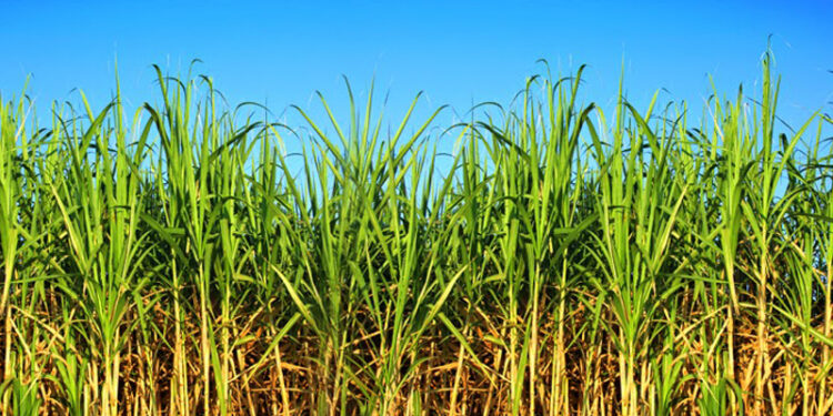 Buenas prácticas agrícolas para el cultivo de caña de azúcar