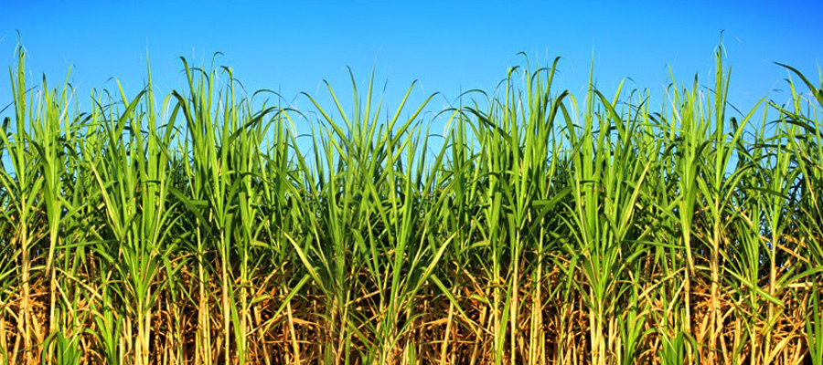 Buenas prácticas agrícolas para el cultivo de caña de azúcar