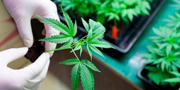 Presentaron el proyecto con el marco regulatorio para la producción de cannabis medicinal y el cáñamo industrial