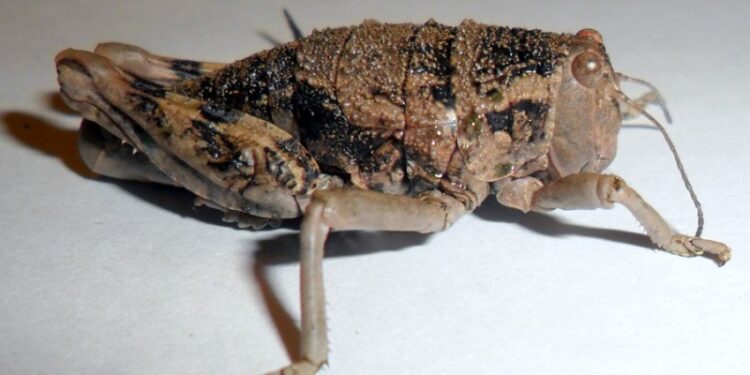 Tucura Sapo: El insecto analizado como fuente de alimentación