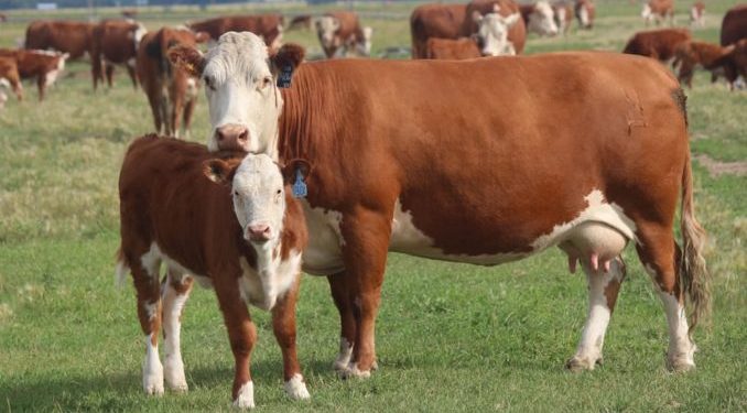 La Vaca fue la más perjudicada en el conflicto de la carne