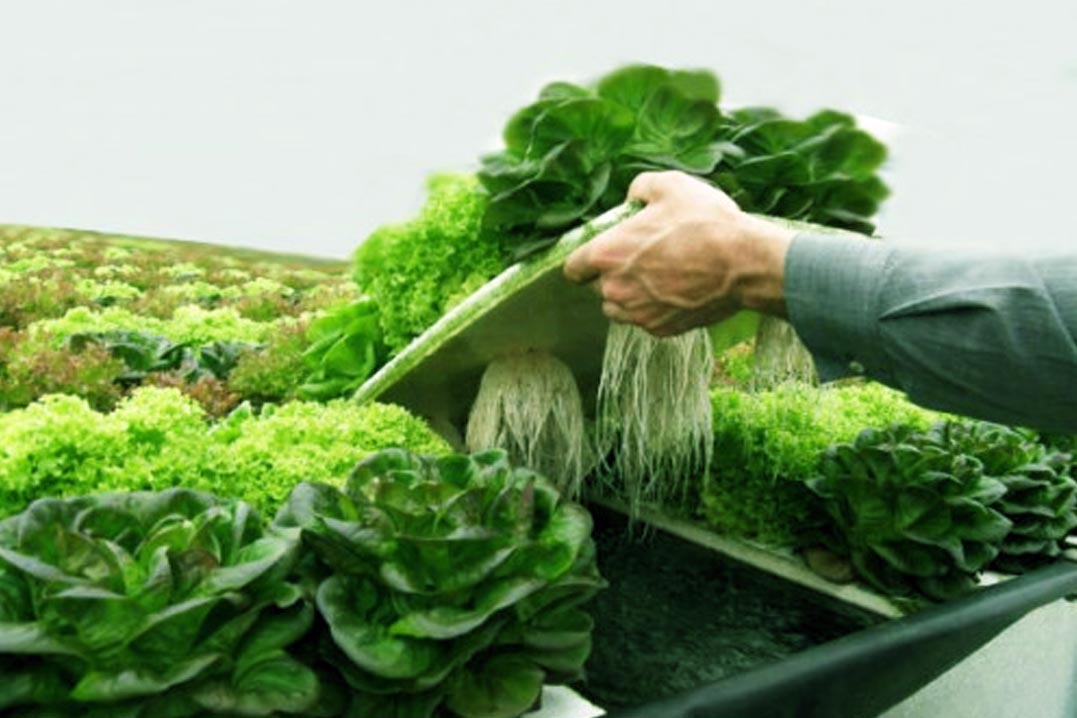 Cultivos hidropónicos: una técnica para producir en pequeñas superficies