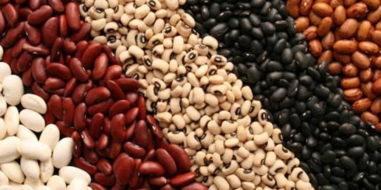Buena campaña para el poroto: Tucumán produjo 35.000 toneladas