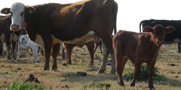 Comenzaron a verse las consecuencias del cepo a la exportación de carnes
