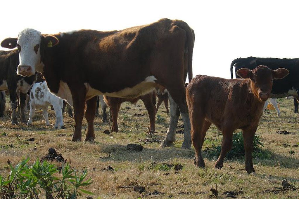 Comenzaron a verse las consecuencias del cepo a la exportación de carnes