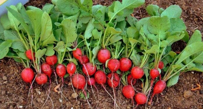 Cultivo de rabanito: ideal para plantar en agosto