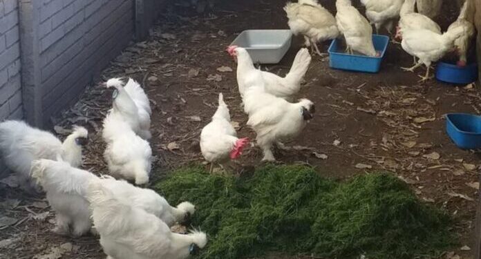 Nueva tendencia: gallineros en la huerta familiar