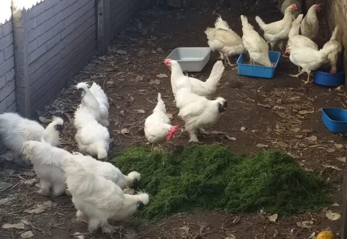 Nueva tendencia: gallineros en la huerta familiar