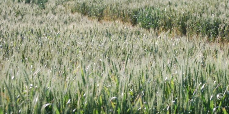 Investigadores descubrieron aumentos en el rendimiento del trigo gracias al uso de suero lácteo