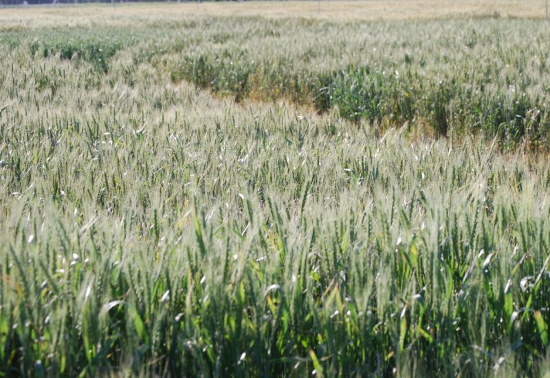 Investigadores descubrieron aumentos en el rendimiento del trigo gracias al uso de suero lácteo