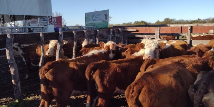 9 de julio: Asarán en la calle un novillo y una vaca de descarte como forma de protesta