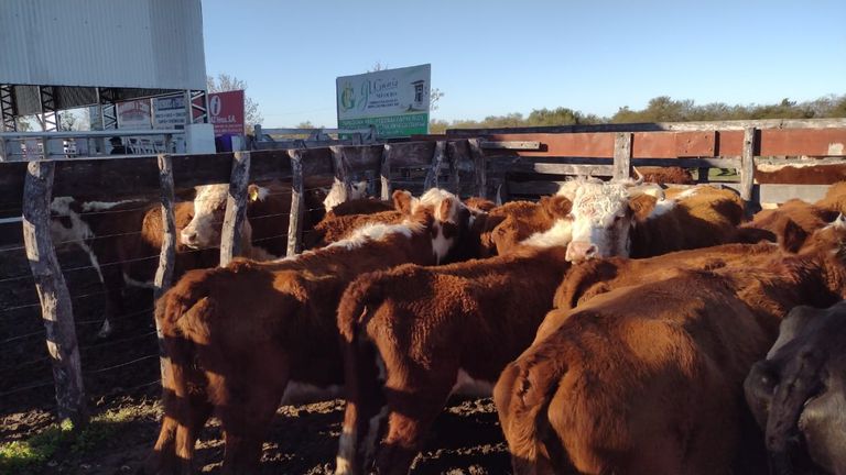 9 de julio: Asarán en la calle un novillo y una vaca de descarte como forma de protesta