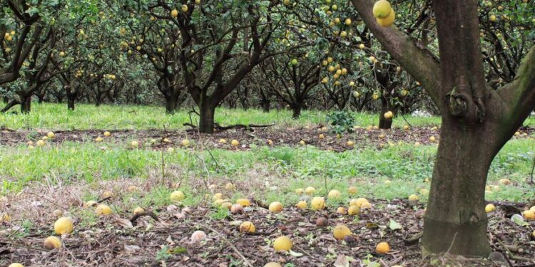Desesperación: crece la falta de mano de obra en los campos y llevan a pérdidas millonarias en las cosechas