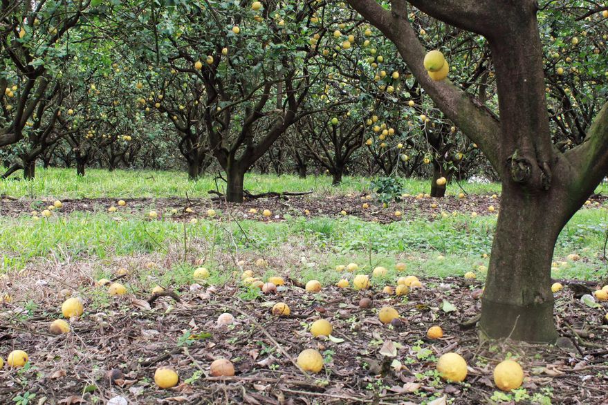 Desesperación: crece la falta de mano de obra en los campos y llevan a pérdidas millonarias en las cosechas