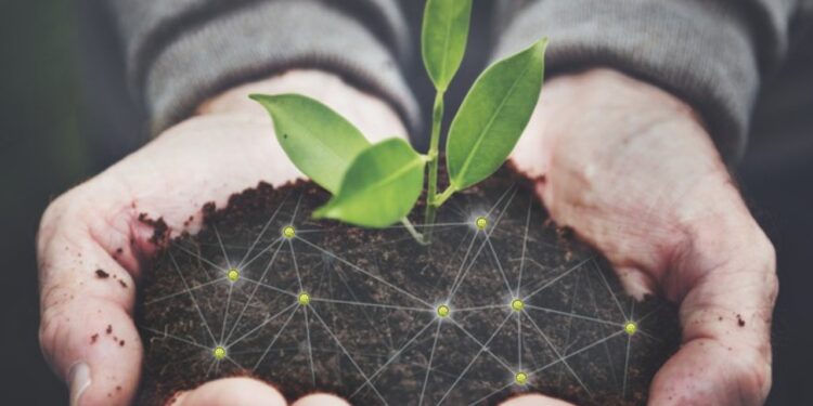 Agrocoins: la nueva alternativa del mundo criptográfico destinada al sector agropecuario