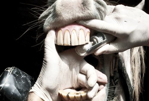 Trastornos dentales en equinos: formas de prevención y tratamiento