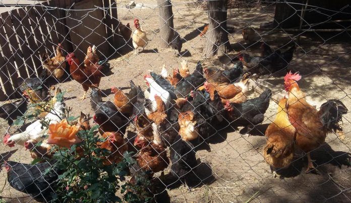 Nueva tendencia: gallineros en la huerta familiar