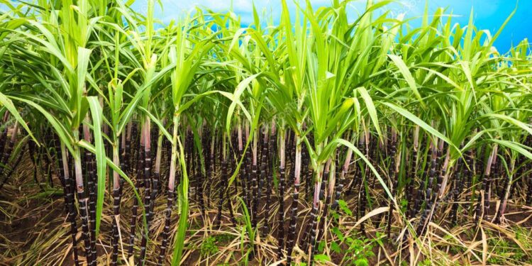 NOA: crecen las Buenas Prácticas Agrícolas (BPA) en caña de azúcar
