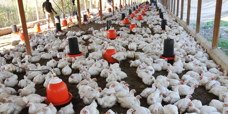 Ampliarán créditos para impulsar la producción de carne de cerdo y pollo