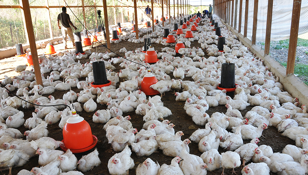 Ampliarán créditos para impulsar la producción de carne de cerdo y pollo