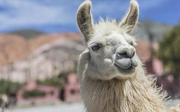 Buscan fortalecer y revalorizar la producción de llama en jujuy