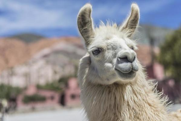 Buscan fortalecer y revalorizar la producción de llama en jujuy