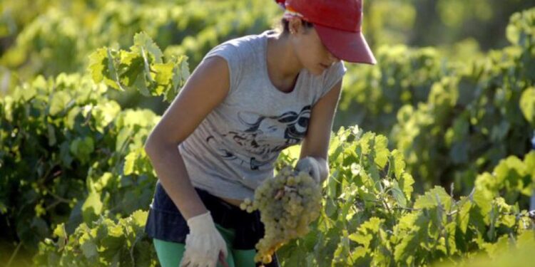 Mujeres del campo: brindan capacitaciones para fomentar la igualdad económica