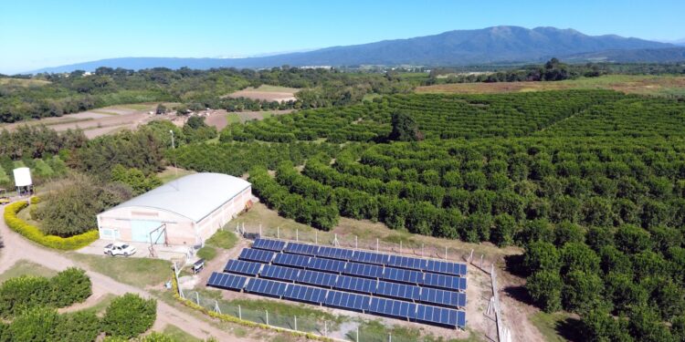Tucumán: con un parque solar, una finca de limones genera energía para regar 76 hectáreas