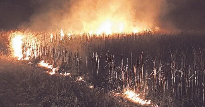 Caña de azúcar: La zafra avanza en más del 70% y la quema de cañaverales ya alcanzó las 30.000 hectáreas