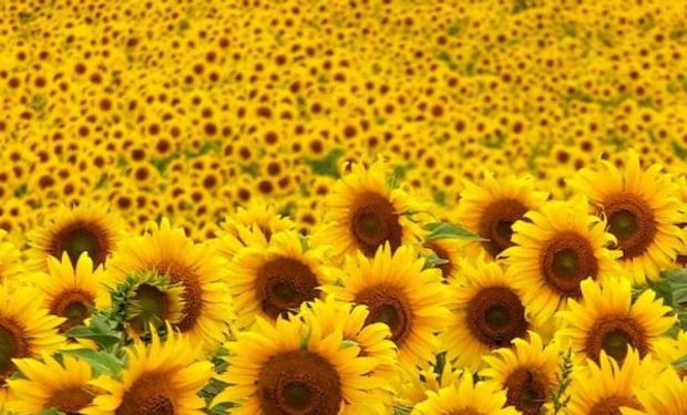 Proyectan una siembra de girasol un 12% mayor que años anteriores