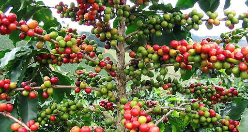 Crece el precio internacional del café