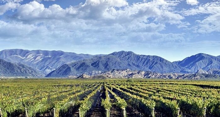 La exportación de vinos generó los ingresos más altos de la década