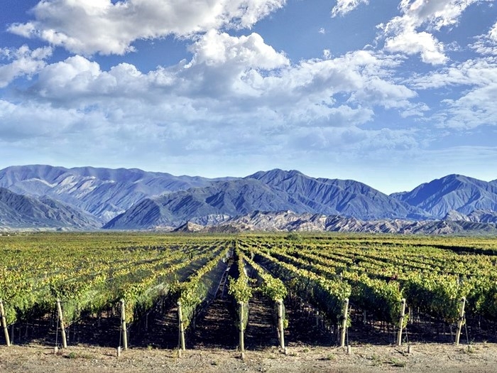 La exportación de vinos generó los ingresos más altos de la década