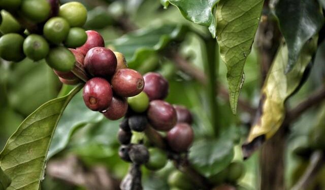 Las heladas en el sur de Brasil causaron enormes pérdidas en la producción de café
