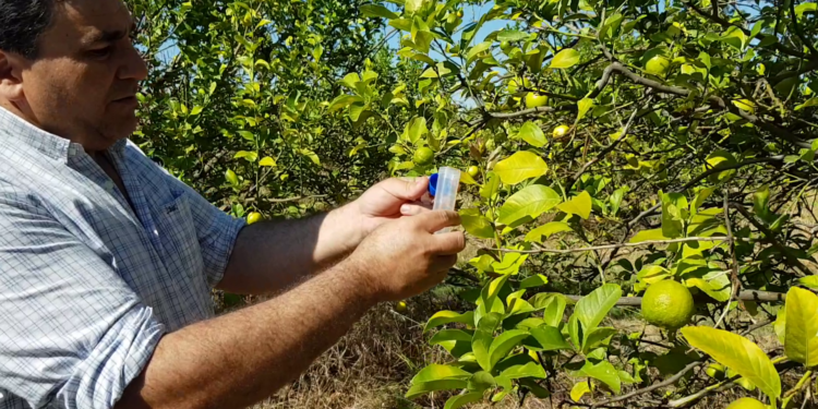 Cítricos: piden a los productores iniciar la vigilancia del vector de HLB