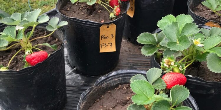 Investigan bacterias autóctonas para favorecer la producción sostenible de frutilla