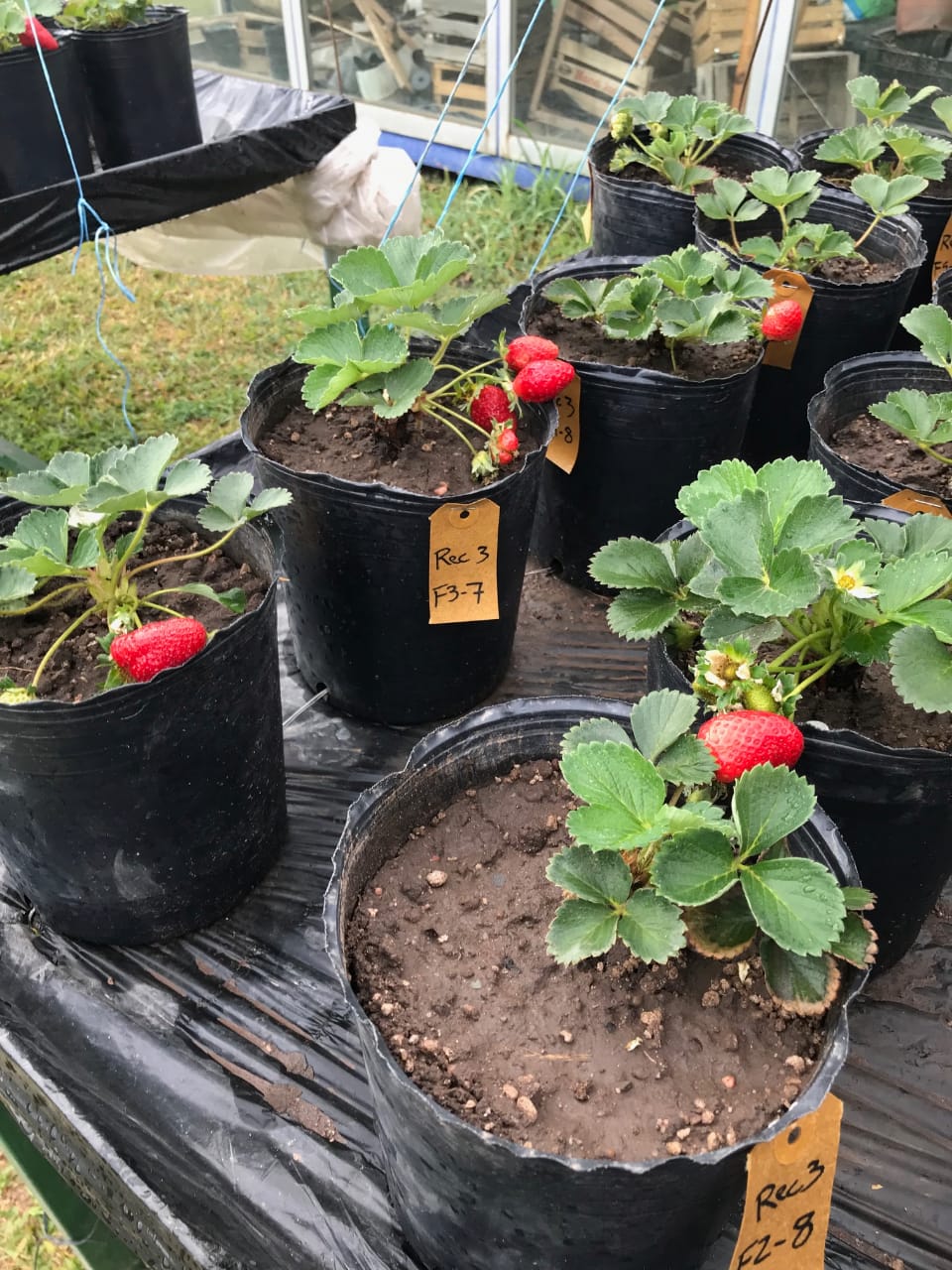 Investigan bacterias autóctonas para favorecer la producción sostenible de frutilla