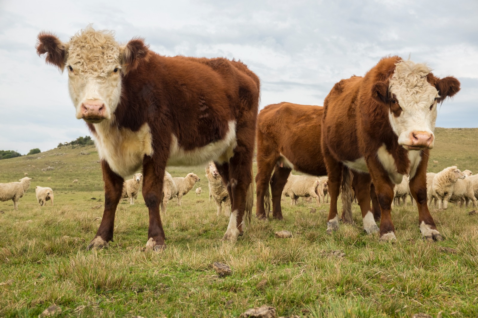 Ganadería: campos uruguayos aumentan la producción e ingresos con pastizales naturales