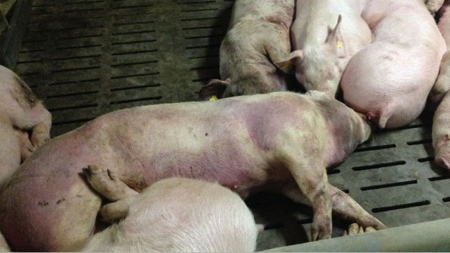 Asociaciones de toda Latinoamérica se unen para combatir la peste porcina africana