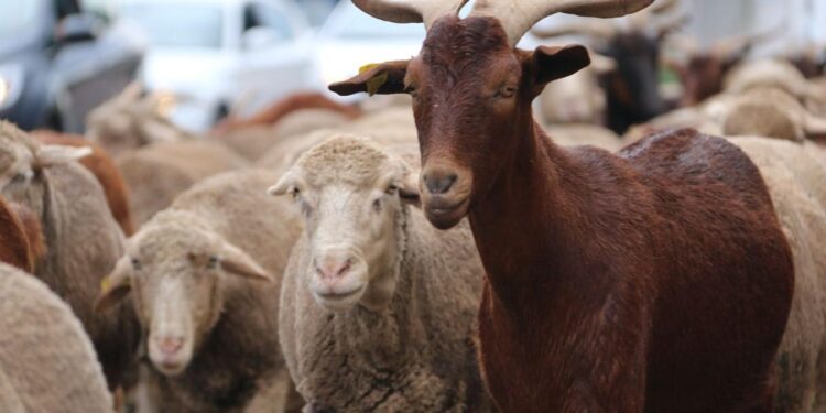 Taco Ralo contará con un frigorífico para la faena de caprinos y ovinos