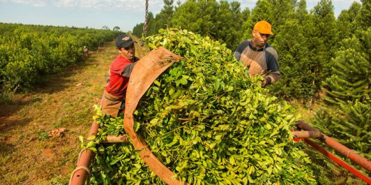 A partir de enero de 2022 habrá un límite para la plantación de yerba mate