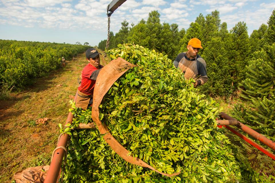 A partir de enero de 2022 habrá un límite para la plantación de yerba mate