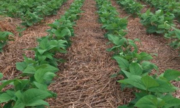 En Tucumán, la falta de lluvias complica al cultivo de garbanzo